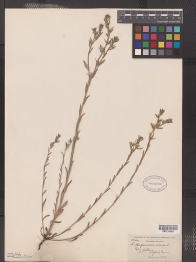 Lithospermum arvense