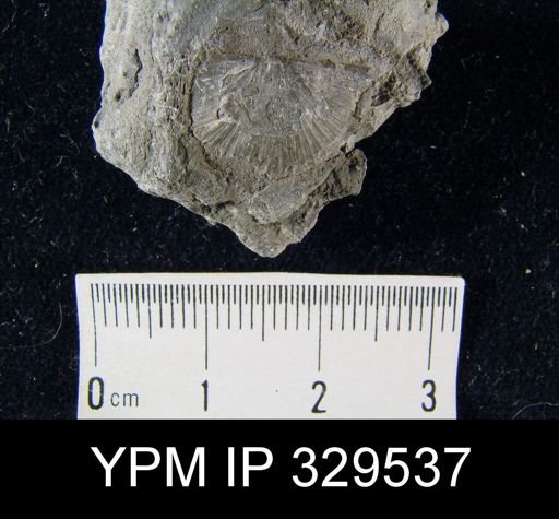 Stropheodonta inaequistriata