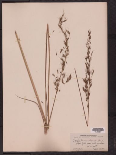 Sorghastrum nutans