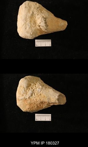 Anthaspidella sp.