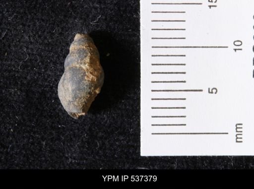 Goniobasis ortmanni