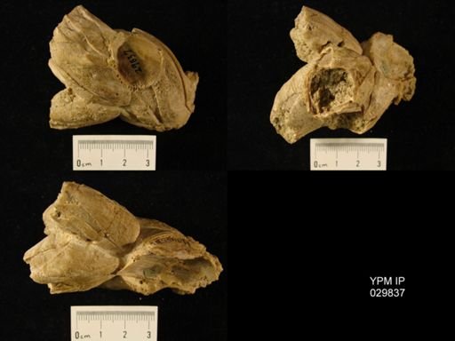 Balanus sp.