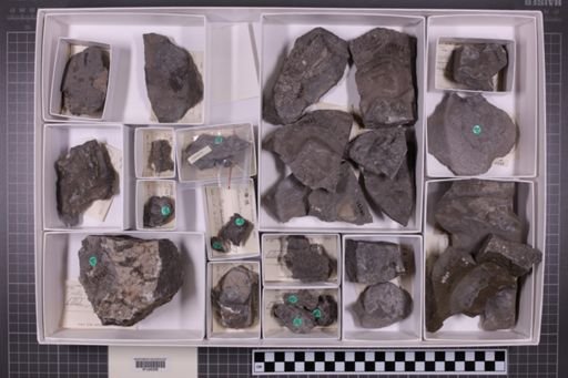 mixed taxa, stratigraphic collection