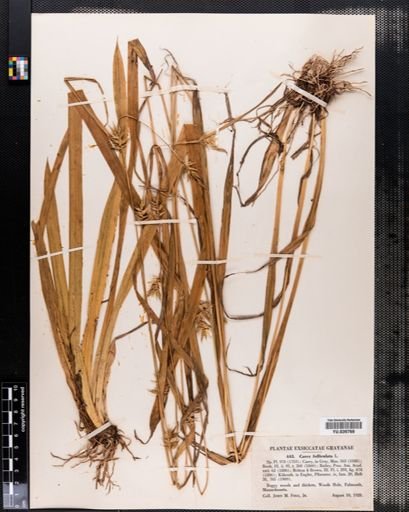 Carex folliculata