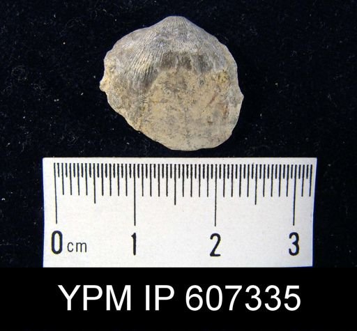 Dalmanella?