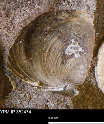 Limopsis striatopunctatus