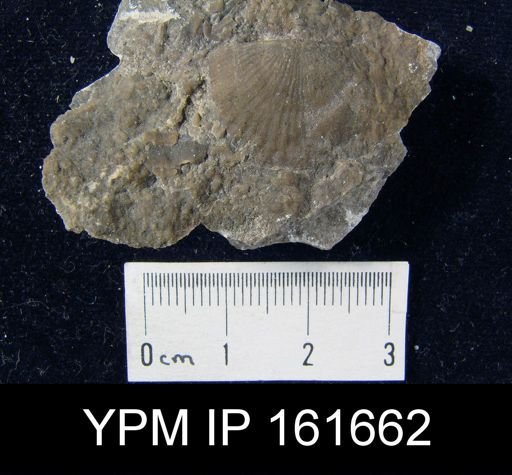 Orthis davidsoni pyramidalis