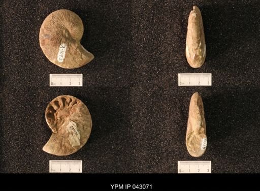 Hoploscaphites nicolletii