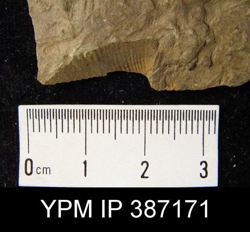undet. Brachiopoda