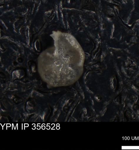 undet. Foraminiferida