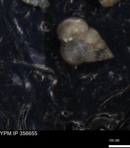 undet. Foraminiferida