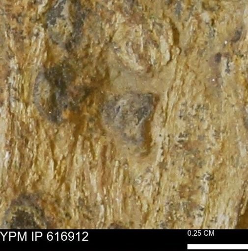 Teredo sp.