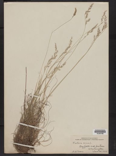 Festuca ovina