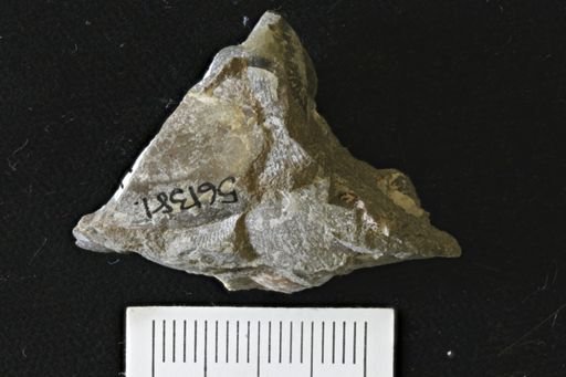 undet. Bivalvia