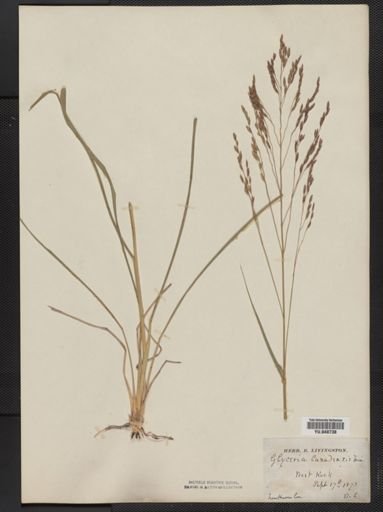 Tridens flavus