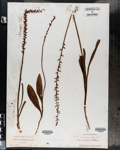 Habenaria