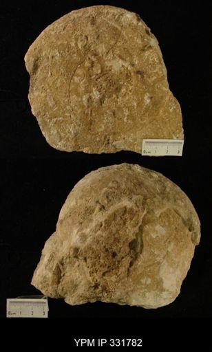 Maclurina manitobensis