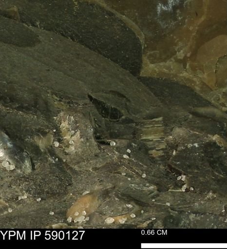 Microderoceras birchi