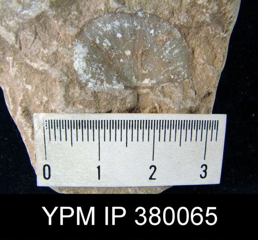 Chonetes sp.