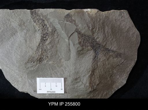 Bryozoa?