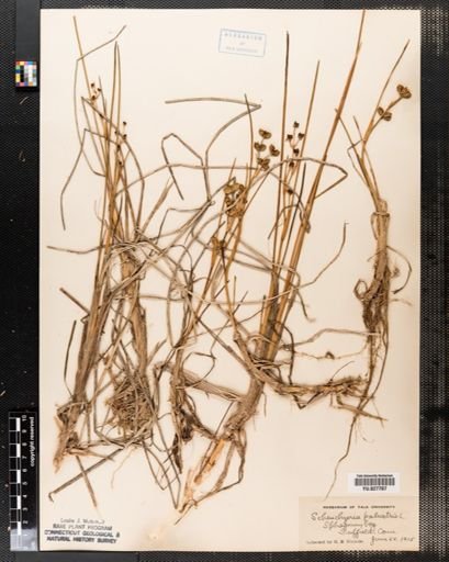 Scheuchzeria palustris