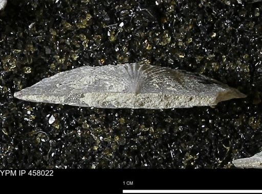 Strophodonta sp.