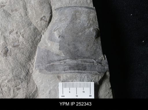 Eurypterus sp.