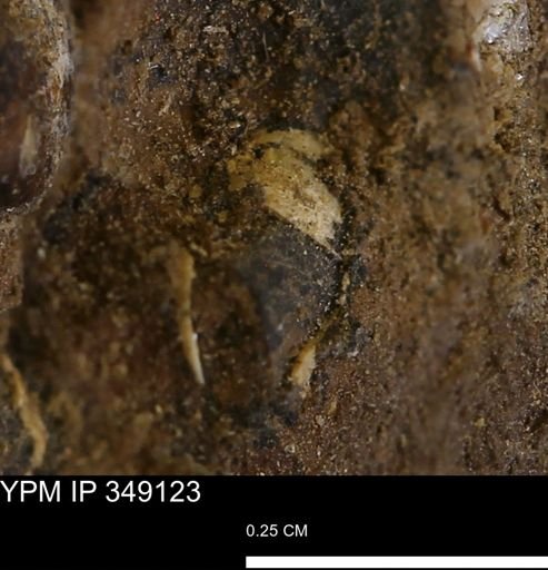 undet. Mollusca