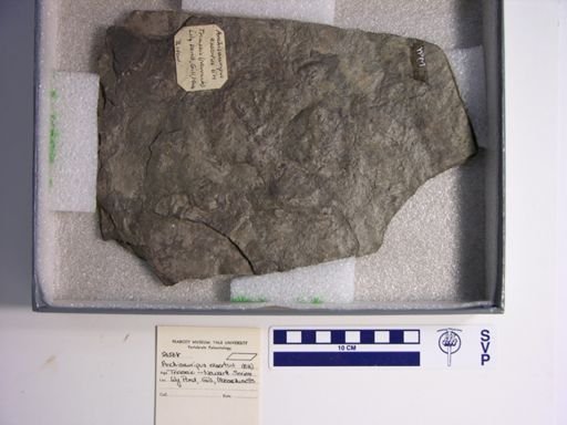Anchisauripus exsertus