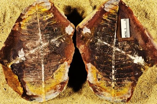 Pecopteris