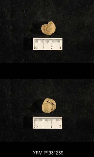 Euphemites sp.