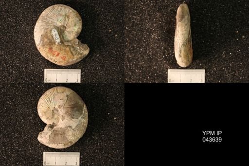 Hoploscaphites nicolletii
