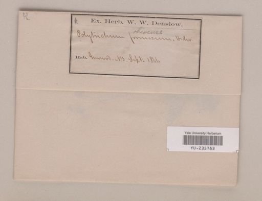 Polytrichum ohioense