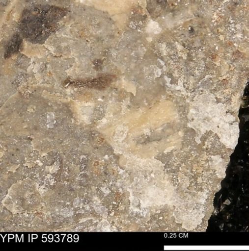 undet. Mollusca