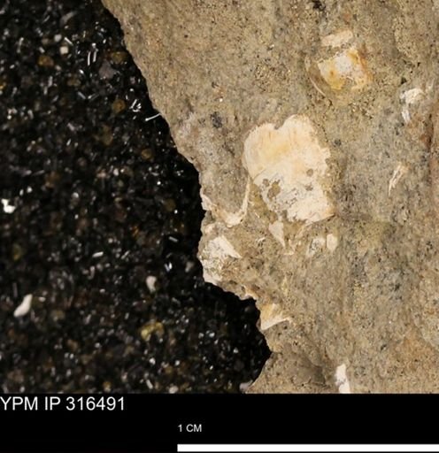 undet. Mollusca