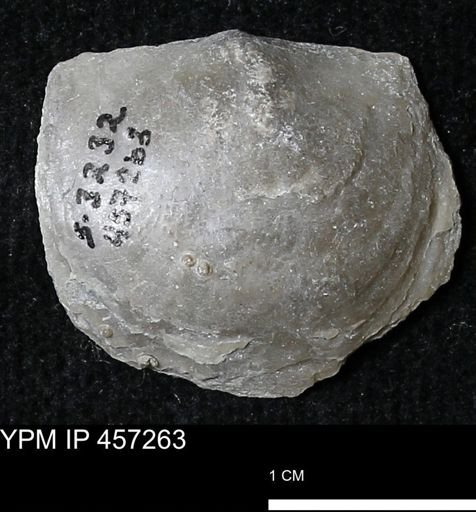 Pholidostrophia iowaensis