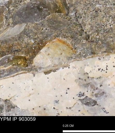 undet. Bivalvia