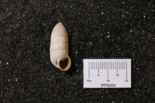 Cerion sp.