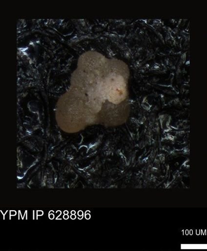 undet. Foraminiferida