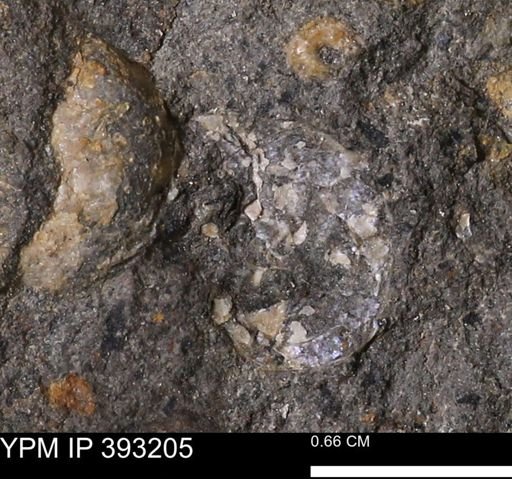 undet. Scaphitidae