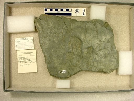 Atreipus sp.