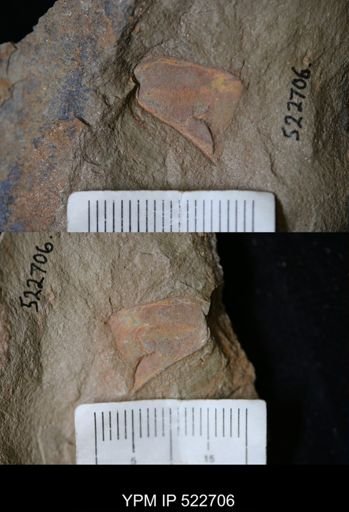 undet. Arthropoda