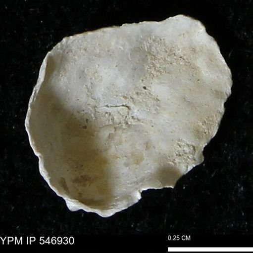 Anomia aculeata