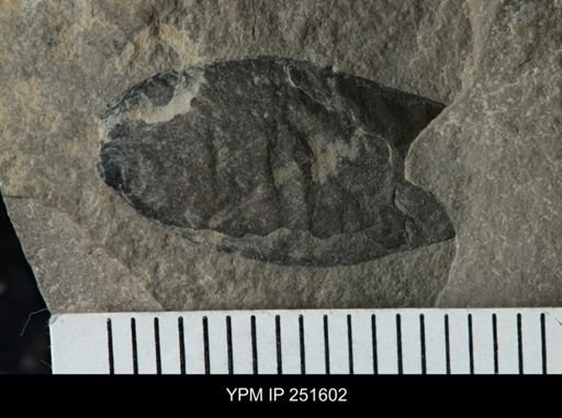 undet. Eurypterida