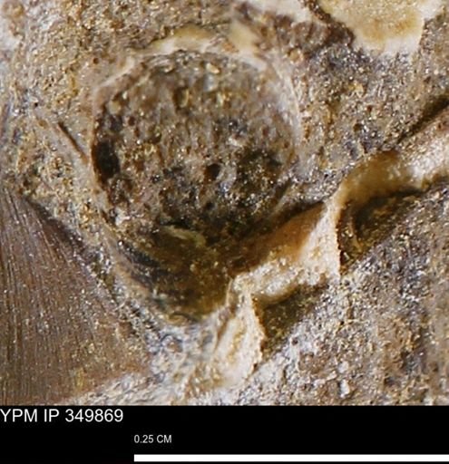 undet. Mollusca