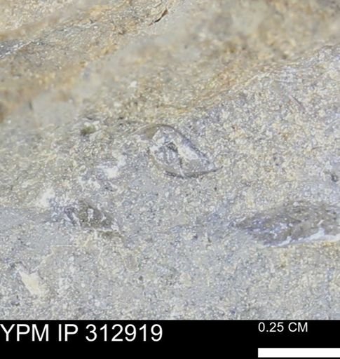 undet. Bivalvia