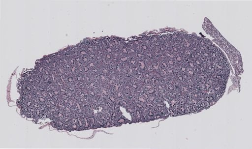 Rana clamitans