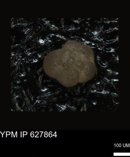 undet. Foraminiferida