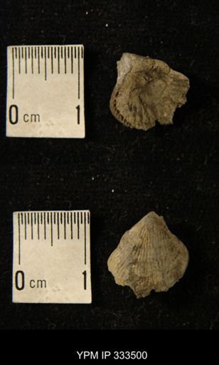 Zaphrentis sp.