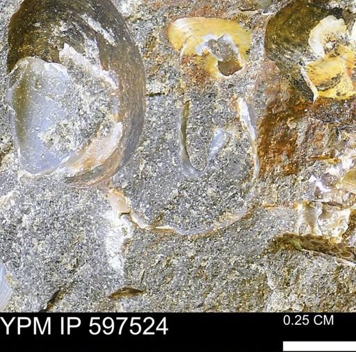 Baculites cf. columna